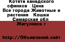 Котята канадского сфинкса › Цена ­ 15 - Все города Животные и растения » Кошки   . Самарская обл.,Жигулевск г.